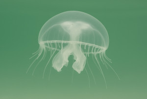 <a href="seltene-gaeste-im-brombachsee-die-suesswasserquallen.html" title="Süßwasserquallen im Brombachsee, ein seltenes Naturphänomen">Seltene Gäste im Brombachsee: Die Süßwasserquallen</a>